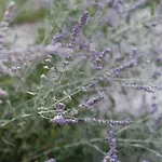 דירה House Wisteria *