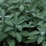 Apartment House Wisteria Kostanjevica na Krasu