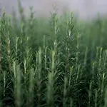 Apartment House Wisteria