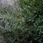 House Wisteria Kostanjevica na Krasu