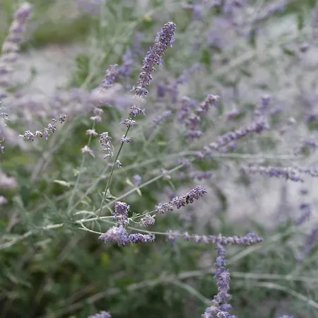 Appartement House Wisteria *