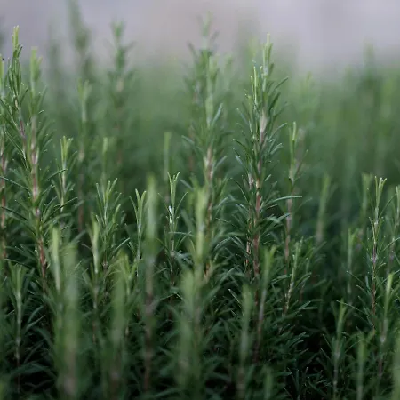 Appartement House Wisteria