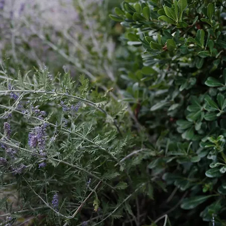House Wisteria Kostanjevica na Krasu