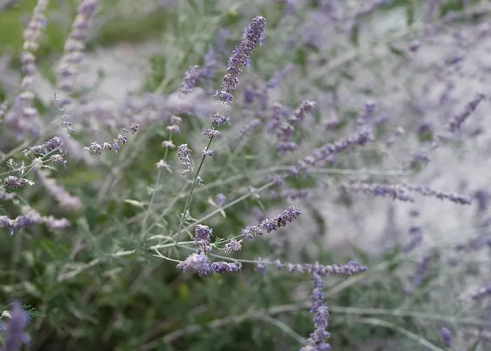 شقة House Wisteria *