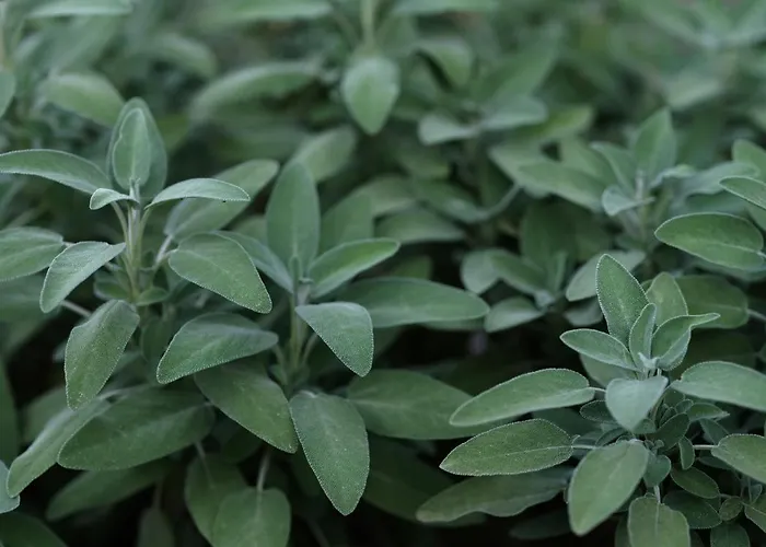 Apartma House Wisteria Kostanjevica na Krasu