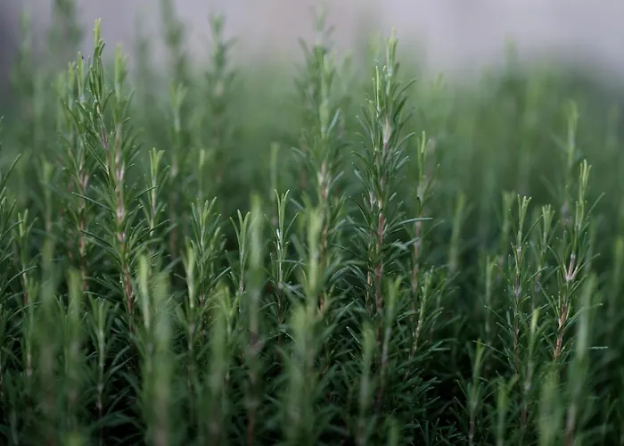 Daire House Wisteria