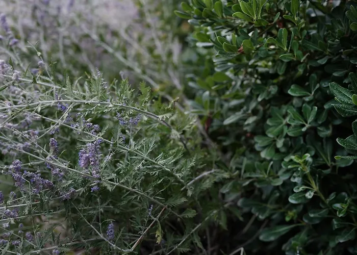 House Wisteria Kostanjevica na Krasu